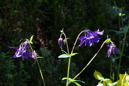 Foto aus der Fotogruppe 