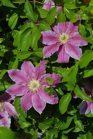 Foto aus der Fotogruppe 