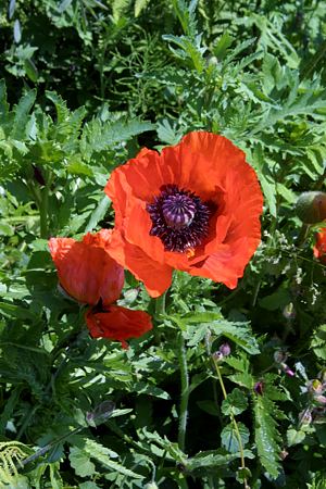 Foto aus der Fotogruppe 